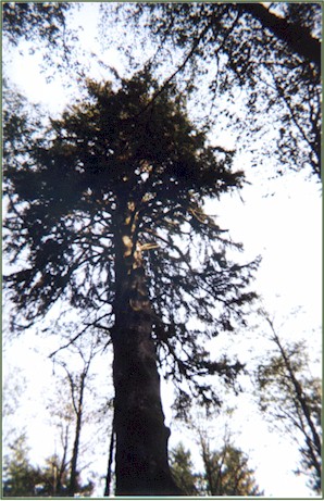 Sitka Spruce